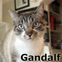 Adopt Gandalf
