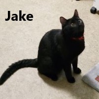 Adopt Jake