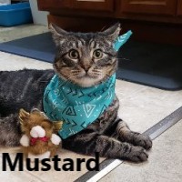 Adopt Mustard