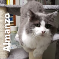 Adopt Almanzo