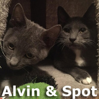 Adopt Alvin