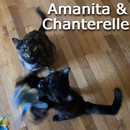 Adopt Amanita and Chantrelle