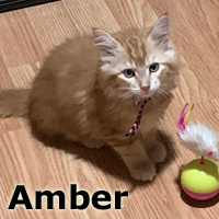 Adopt Amber