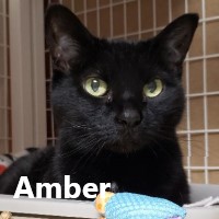 Adopt Amber