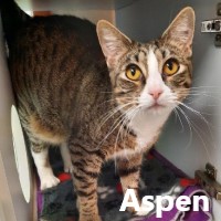 Adopt Aspen