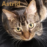 Adopt Astrid