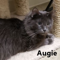 Adopt Augie