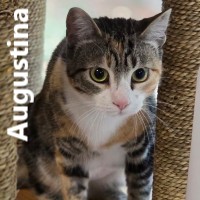 Adopt Augustina