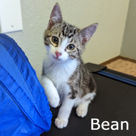 Adopt Bean