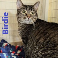 Adopt Birdie