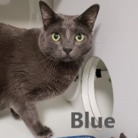 Adopt Inky and Blue