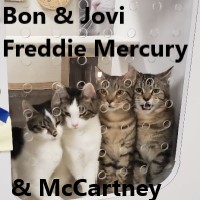 Adopt Bon, Jovi, McCartney and Freddie Mercury