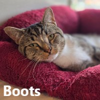 Adopt Boots 