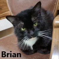 Adopt Brian