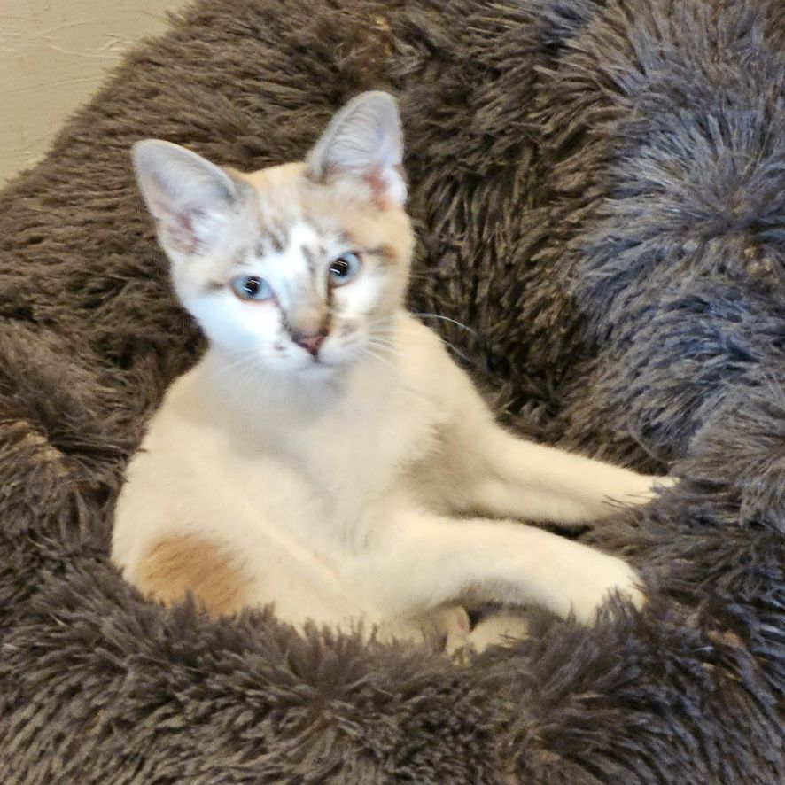 Adopt Joe and Buttercup