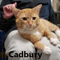 Adopt Cadbury