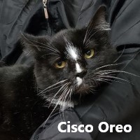 Adopt Cisco Oreo