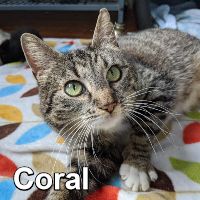 Adopt Coral