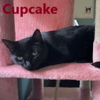 Adopt Cupcake