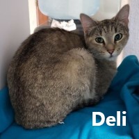 Adopt Deli 