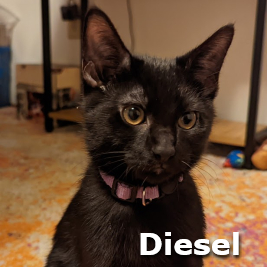 Adopt Diesel