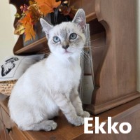 Adopt Ekko