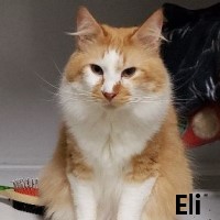 Adopt Eli