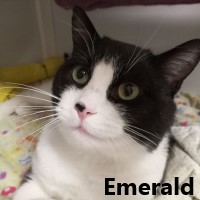 Adopt Emerald