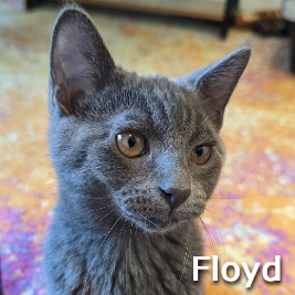 Adopt Floyd