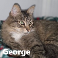 Adopt George 