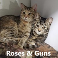 Adopt Guns and Roses