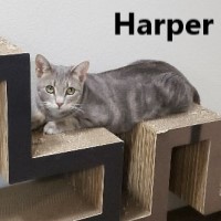 Adopt Quinn and Harper