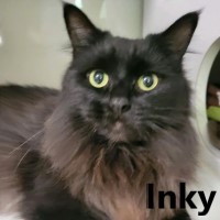 Adopt Inky and Blue