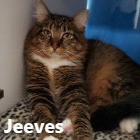 Adopt Jeeves