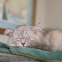 Adopt Jill