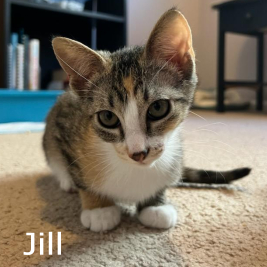 Adopt Jill 