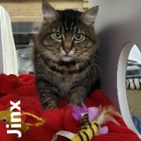 Adopt Jinx