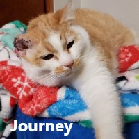 Adopt Journey