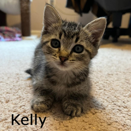 Adopt Kelly