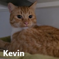 Adopt Kevin 