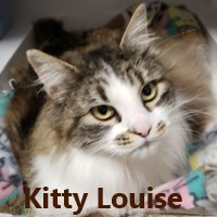 Adopt Kitty Louise