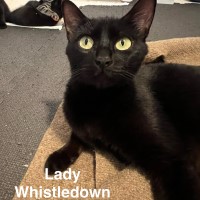 Adopt Lady Whistledown