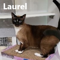 Adopt Laurel and Hardy
