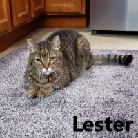 Adopt Lester