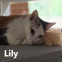 Adopt Lily