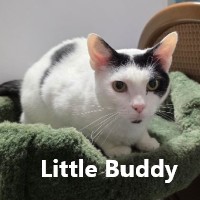 Adopt Boots 