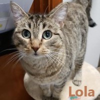 Adopt Lola