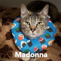 Adopt Madonna