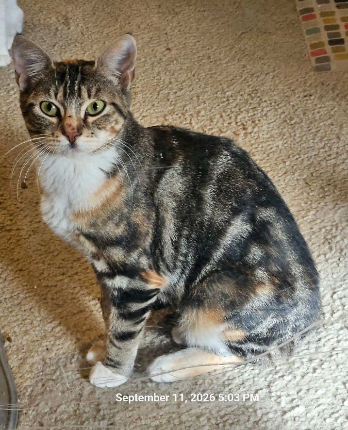 Adopt Mamacita
