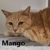 Adopt Mango